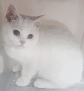 Pedigree Purebred British Shorthair Kitten