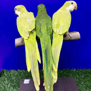Quaker parrots semi tame mutations