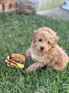 🥰 Toy Poodle Puppies 8 weeks SOLD - REDUCED $1000