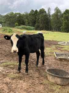 Updated 25/3 Cattle heifers and steers $350-500ea