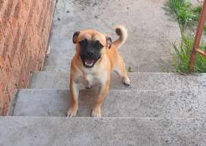 On hold until 7th April for Simone JUG (half jack Russell & Pug)