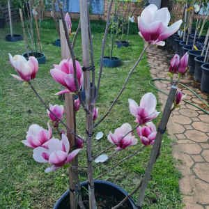 Magnolia Soulangeana Burgundy Glow Deciduous Tree in 330mm pot