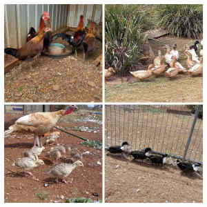 Call ducks, turkey chicks, pheasant, rare breed feral fowl