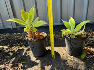 Small Lions Tail (Foxtail) Agave plants with pots