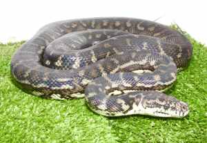 Sub-Adult Female SW Carpet Python