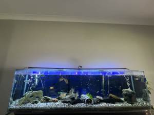 6ft fish tank with stand.