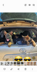 Pedigree German Shepherd puppies for sale!!!
