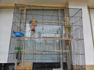 Bird Cage with 2 Budgies
