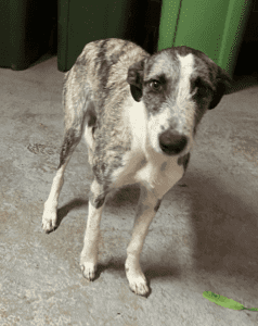 Louette Wolfhound x Greyhound (Ready for adoption & LOVE )