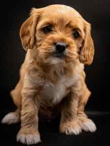 DNA clear! Cavoodle puppies