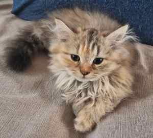 Persian x Burmilla Kittens