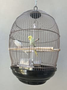 Dome Bird cage with budgies