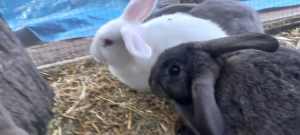 3 bonded rabits, coop and pet fencing