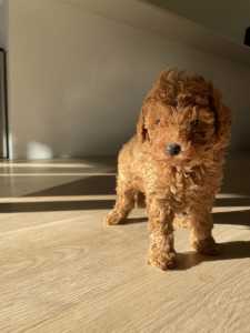 Ruby Toy Cavoodle Pup Male