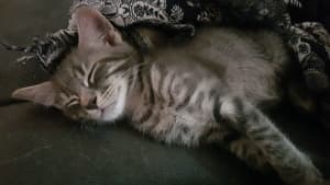On hold - Norwegian x Ragdoll male kitten needs a new home