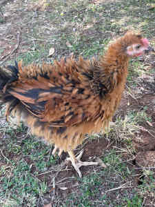 Frizzle x Quamby Roosters