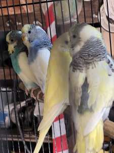 Young budgies all together
