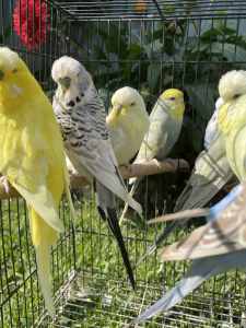 7 show budgies with cage $150