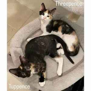 10497/3 : Threepence/Tuppence -KITTENS for ADOPTION -Vet Work Included