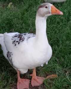 Goose for sale