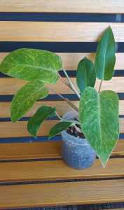 Variegated plant Philodendron Painted lady., 