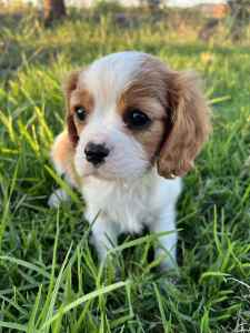 Purebred Cavalier King Charles Spaniel Pups ONE BOY LEFT READY TO GO 