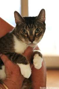 Beaks & Whiskers Rescue Cat - Miss Kiyo