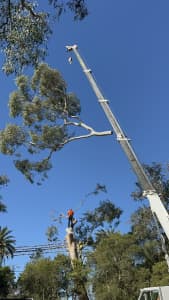 Professional tree service/tree removal free quote all Sydney areas
