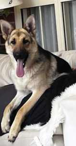 Female purebred German shepherd looking for a new home 