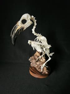 Real African Hornbill Bird skeleton taxidermy