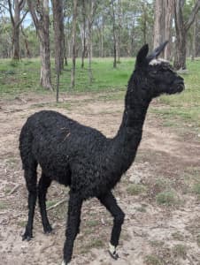 Suri female alpaca