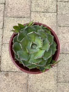 Cactus Agave potatorum variety | Plants | Gumtree Australia Mandurah Area -  Mandurah | 1305073701