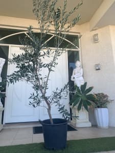VERY HEALTHY OLIVE TREE IN POT