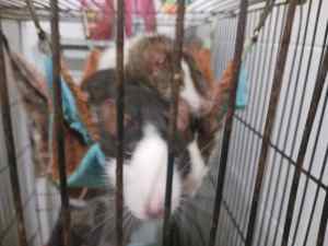 Rats and cages to rehome