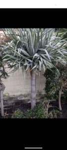 Large Dragon Trees - 5 available 