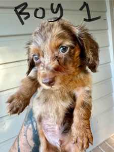Minature Pure bred long haired dachshund puppies 