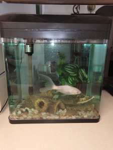 Fish tank with 1 fish 20 litre 