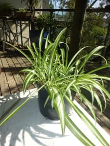 spider plants in plastic pot - for indoors or garden