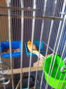 Canaries for sale male and female pair and young female and baby 