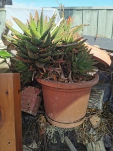 Aloe brevifolia Haw 30cm in 25CM plastic pot