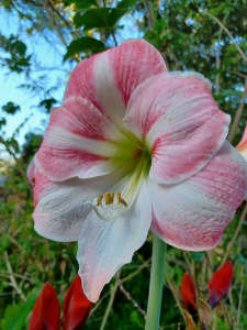 Hippeastrum- named. Twinkle Star/Red Lion/eye catcher. $30.00 each.