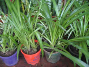 Cheap spider plants, buy 10 get 1 free