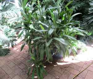 NOT YUCCA- 12 of Wild ginger One metre high x1.2m wide. Tropical look