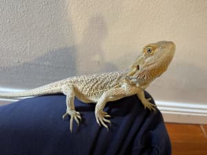 2 x Bearded dragons for sale