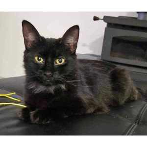 9196 : Banoffee Pie - CAT for ADOPTION - Vet Work Included