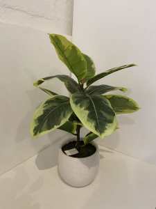 Artificial Indoor Varigated Rubber plant in ceramic pot 50 cm H as NEW