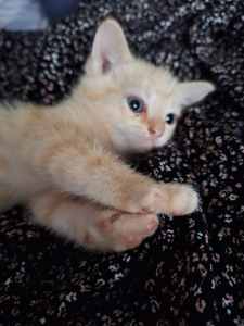 AVAILABLE NOW - Ginger female kitten