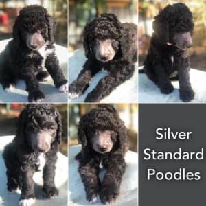 Silver Standard Poodle Puppies - 2 Males left