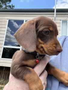 1 Miniature dachshund male puppy READY FOR HIS NEW HOME NOW. 