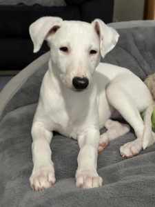 Male Whippet Available Now